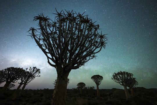 Quiver trees (Aloe dichotoma), night shot with starry sky, quiver tree forest in Garaspark near Keetmanshoop, Karas Region, Namibia