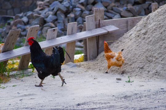 Chickens are running around the yard