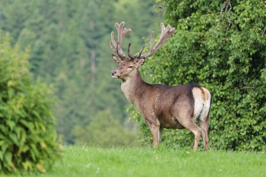 A red deer stag (Cervus elaphus) with its velvet antlers stands in a green meadow in hilly terrain. A forest can be seen in the background. Bavaria, Germany