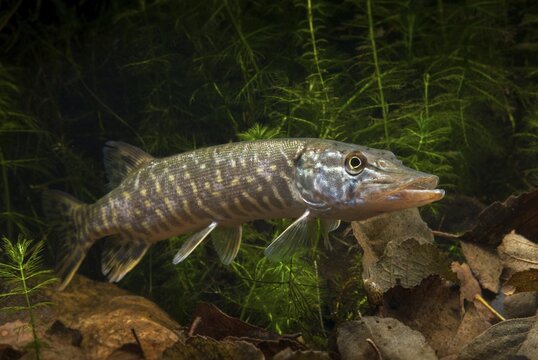 Esox Lucius, pike, pike, predatory fish, fishes, northern pike, pisces