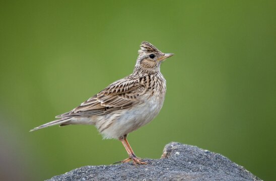 2010, Alauda Arvensis, Brandenburg, skylark, Germany, Nabu, national natural heritage, natural paradise Gr&uuml;nhaus, Skylark, post-mining landscape, birds, greenhouse, passeri, songbirds, birds