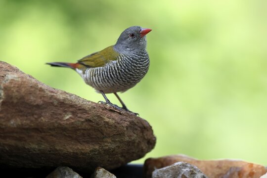 Colourful Astrild (Pytilia melba), adult female, perched on a rock, alert, Kruger National Park, South Africa