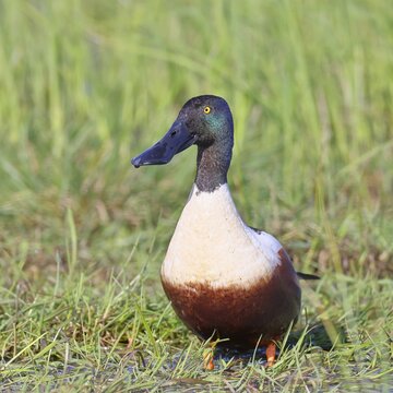 Shoveler (Spatula clypeata) in a wet meadow, spring, wildlife, bird, dabbling duck, H&uuml;de, Ochsenmoor, Lake D&uuml;mmer, H&uuml;de, Lower Saxony, Germany