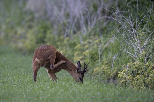 Roebuck (Capreolus capreolus), Emsland, Lower Saxony, Germany