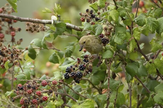 European greenfinch (Chloris chloris) juvenile bird feeding on blackberries fruit in a hedgerow in summer, England, United Kingdom