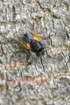 Real flies, Mesembrina meridiana, muscidae, cattle fly, Diptera, high size, portrait format, insects, noon fly, noonday fly, two-winged