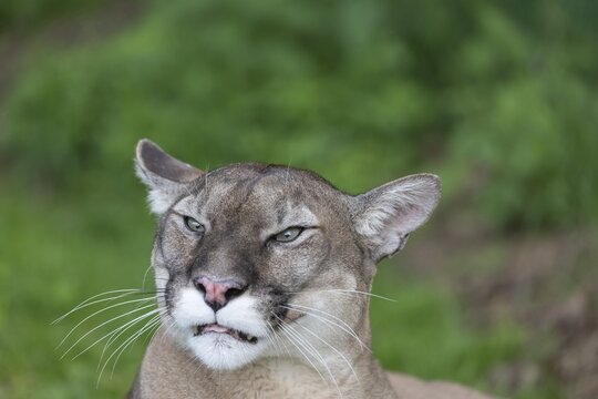 One male cougar, Puma concolor, frontal portrait with green vegetation in the background. Snarling
