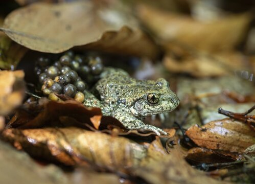 Alytes obstetricans, common midwife toad, obstetrician toad, northern obstetrician toad, amphibians, eggs, egg string, amphibians, male