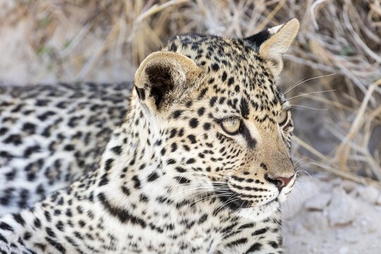 Leopard (Panthera pardus), Etosha-Nationalpark, Namibia