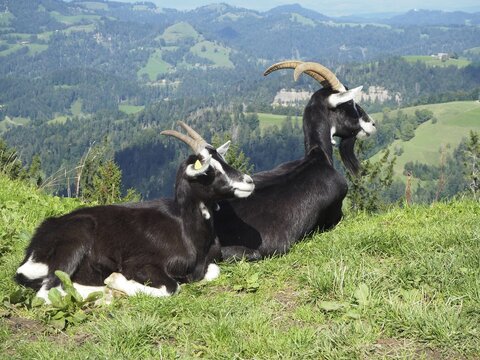 Two goats, domestic goat (Capra aegagrus hircus), relaxing on a green mountain meadow with a wide view. H&uuml;ttchopf, Fischenthal, T&ouml;ss Valley, Canton Zurich, Switzerland