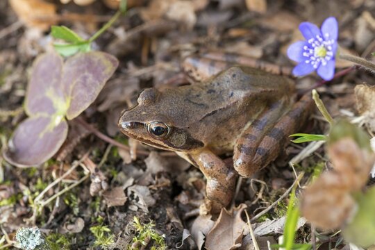 Agile frog, common hepatica, buttercup family, hepatica nobilis, liverwort, rana dalmatina, ranunculaceae, jumping frog, amphibians, amphibians, flora, frog, frogs, liverwort, amphibians, plants, plants