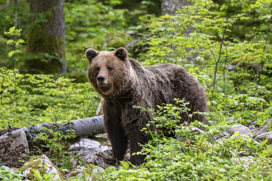 European brown bear (Ursus arctos arctos), in the forest, Dolenjska region, Slovenia