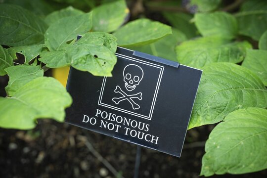 A sign featuring a skull indicates a poisonous plant, leaves of black belladonna (Atropa bella-donna), a genus in the nightshade family (Solanaceae), Chelsea Physic Garden, historic botanical garden, the oldest botanical garden in London, founded in 1673 by the Worshipful Society of Apothecaries, Chelsea, England, United Kingdom