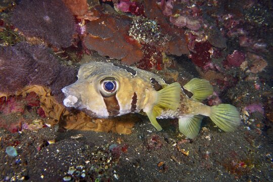 A masked porcupinefish (Diodon liturosus) hovers above the seabed next to colourful corals, dive site USAT Liberty, Tulamben, Bali, Indonesia