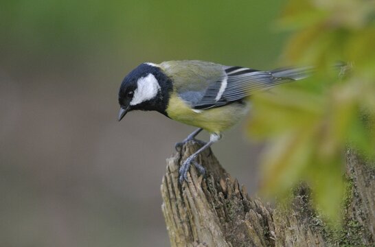 Great tit, great tit, parus major, birds, tits, passeri, songbirds, songbirds, tits, birds
