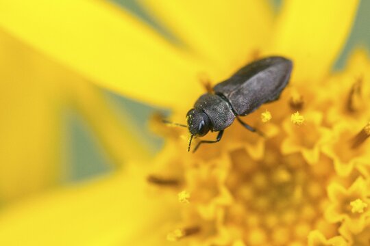 Anthaxia quadripunctata, buprestidae, pine beetle, metallic wood-boring beetle, magnificent beetle, four-spotted pine beetle, beetle, coleoptera, insects, beetles