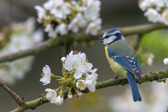Blue tit, parus caeruleus, birds, spring, meadow orchard, tits, passeri, songbirds, songbirds, jump, orchard, tits, birds