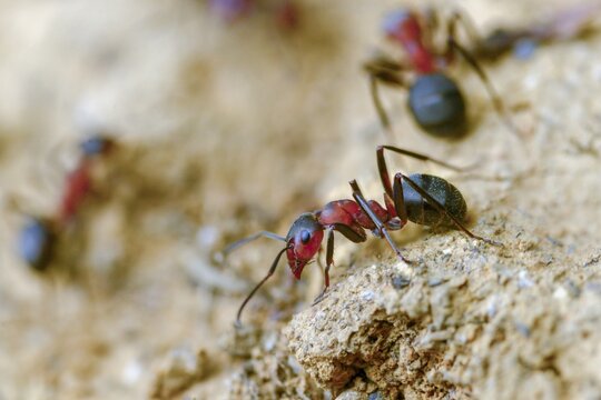 Ants, ant, blood-red ant, blood-red predatory ant, Formica sanguinea, formicidae, hymenoptera, predatory ant, insects, insects