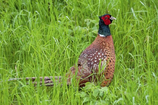 Pheasant, hunting pheasant, phasianus colchicus, pheasant, Sweden, birds, chickens, galliformes, smooth-footed chickens, chickens, male, phasianidae, Sweden, birds, &Ouml;land