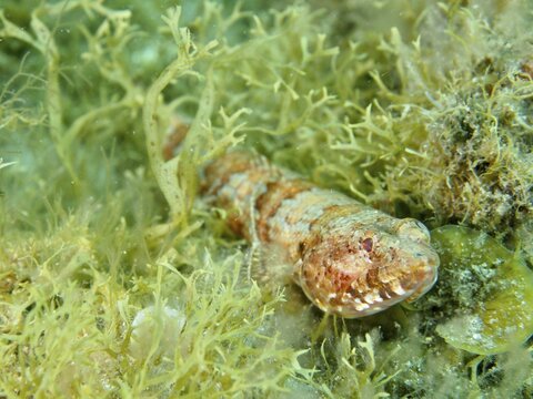 A juvenile Atlantic lizardfish (Synodus saurus) is well camouflaged amongst green algae, Risco Verde dive site, Arinaga, Gran Canaria, Spain, Europe, Atlantic Ocean