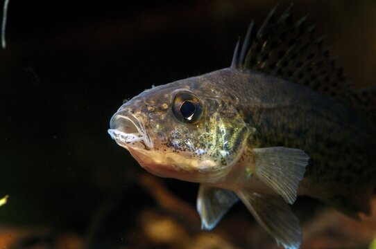 Gymnocephalus cernuus, tadfish, pope, ruff, fish, fishes, pisces