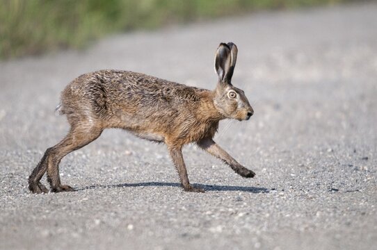 2009, Brandenburg, European hare, brown hare, Germany, Gr&uuml;nh&auml;user lake, hare-like, lagomorpha, lepus europaeus, nabu, national natural heritage, natural paradise Gr&uuml;nhaus, post-mining landscape, bunny, green house, hare, mammals, mammals, mammals