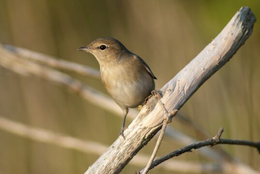 Garden warbler, garden warbler, Sylvia Borin, birds, passeri, songbirds, birds