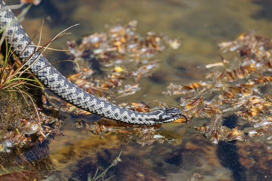 A common European adder (Vipera berus) creeps across a root stock and starts to swim in the water of a small pond. Tongue out. Bavaria, Germany