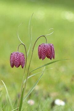 Snake's head fritillary (Fritillaria meleagris), two flowers in a meadow, inflorescence, early bloomer, spring, Wilnsdorf, North Rhine-Westphalia, Germany