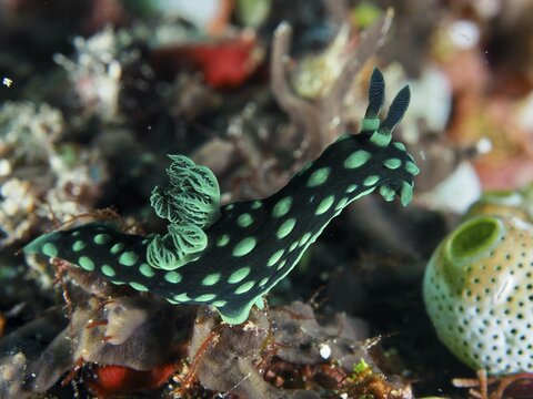 Green neon star snail (Nembrotha cristata) in the reef, dive site SD, Nusa Ceningan, Nusa Penida, Bali, Indonesia