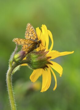 Bite tick moth, arnica montana, arnica, asteraceae, mountain welfare rental, euphydryas aurinia, eurodryas aurinia, golden cheek moth, daisy, marsh fritillary, melitaea aurinia, scabiotic cheek moth, butterfly, flora, high size, portrait, insects, leopard's Bane, mountain arnica, mountain tobacco, plants, butterfly, butterflies, wolf's bane