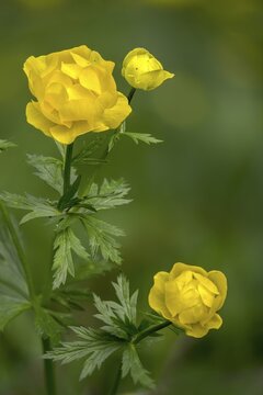 Budabin seed, buttercup, butter ball, butterrose, globe flower, goldhead, buttercup family, ball ranunculus, ranunculaceae, trollflower, trollius europaeus, flora, high size, portrait format, plants, plants