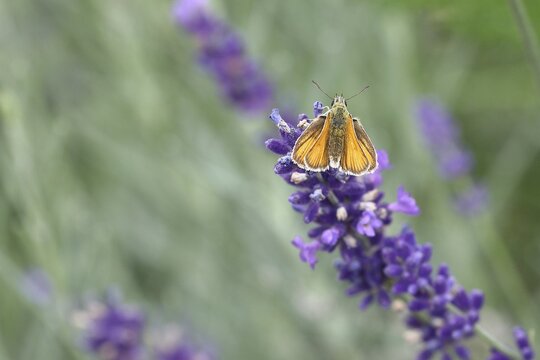 Large skipper (Ochlodes venatus), on common lavender (Lavandula angustifolia) of a true lavender, Wilden, North Rhine-Westphalia, Germany
