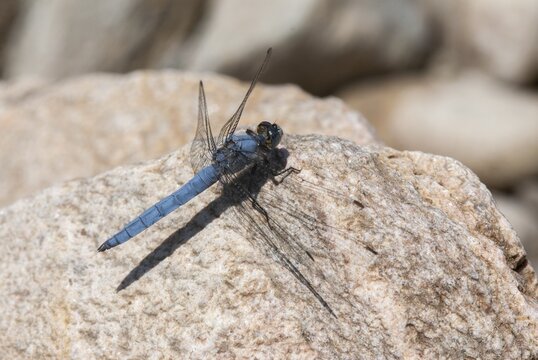 Orthetrum Brunneum, Southern Skimmer, Southern Blue Arrow, Anisoptera, Blue Arrow, Bulgaria, Damselflies, Dragonflies, Insects, Dragonflies, Male, Odonata, Sailing Barks