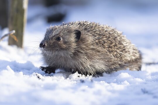 European hedgehog (Erinaceus europaeus) adult animal in a snow covered garden in winter, England, United Kingdom