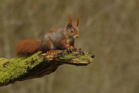 Eurasian red squirrel (Sciurus vulgaris) sitting on dead wood, North Rhine-Westphalia, Germany