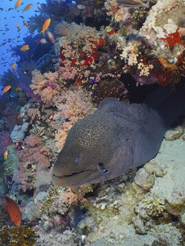 Giant Moray (Gymnothorax javanicus) moray with cleaner fish. Dive site Strait of Tiran, Sinai, Egypt, Red Sea