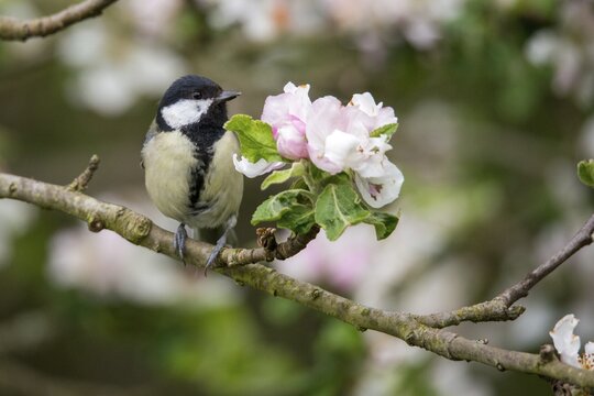 Great tit, great tit, fruit tree blossom, parus major, birds, spring, garden birds, tits, passeri, songbirds, song birds, spring, tits, birds