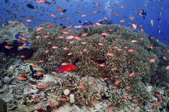 Numerous small fish in bright colours, jewel flag perch (Pseudanthias squamipinnis), swimming over a coral reef, dive site SD, Nusa Ceningan, Nusa Penida, Bali, Indonesia