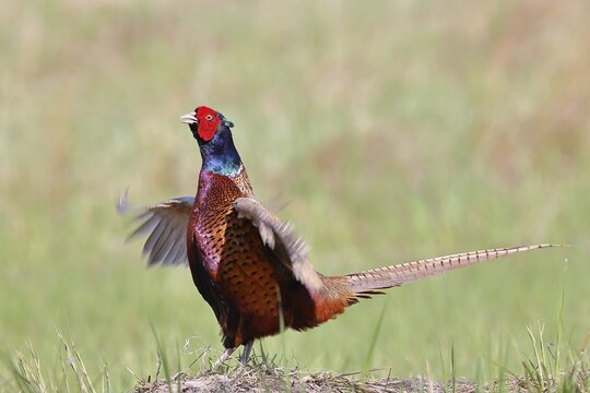 Pheasant, common pheasant (Phasianus colchicus), adult male bird uttering a courtship call in a meadow, marking its territory, wildlife, Lembruch, Ochsen Moor, D&uuml;mmer nature park Park, Lower Saxony, Germany