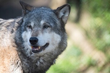 Fototapeta premium An Eurasian wolf (Canis lupus lupus)