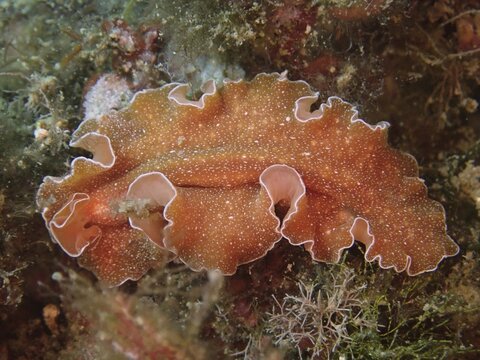 A flat brown sea worm with white edges, golden flatworm (Yungia aurantiaca), surrounded by algae. Dive site Marine reserve Cap de Creus, Rosas, Costa Brava, Spain, Mediterranean Sea