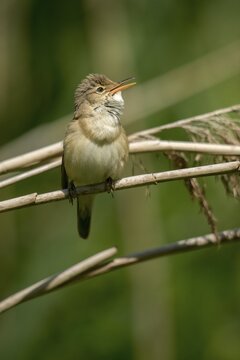 Acrocephalus Scirpaceus, reed warbler, birds, song, high size, portrait format, passeri, singing, songbirds, birds, warbler