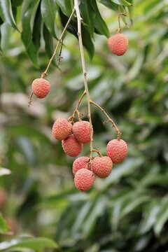Lychee tree (Litchi chinensis), lychee tree, fruit, ripe, on the tree, Monzi, KwaZulu-Natal, South Africa