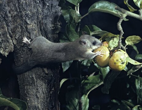 Edible dormouse, fat dormouse, glis glis, rodents, rodentia, dormouse, bilche, bolt, dormice, dormouse, mammals, rodents, sleepers, summer, mixed fruit, buzzers, mammals
