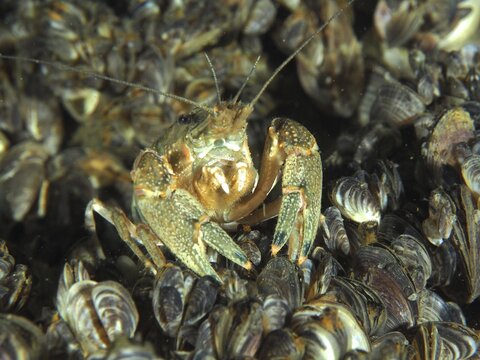A close-up of a crayfish (Faxonius limosus) American crayfish, invasive species, surrounded by many mussels, quagga mussel (Dreissena rostriformis bugensis), invasive species. Dive site Wildsau, Berlingen, Lake Constance, Switzerland