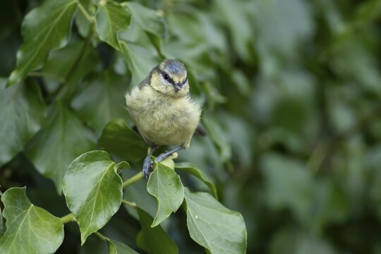 Blue tit (Cyanistes caeruleus) adult garden bird in an ivy tree, England, United Kingdom