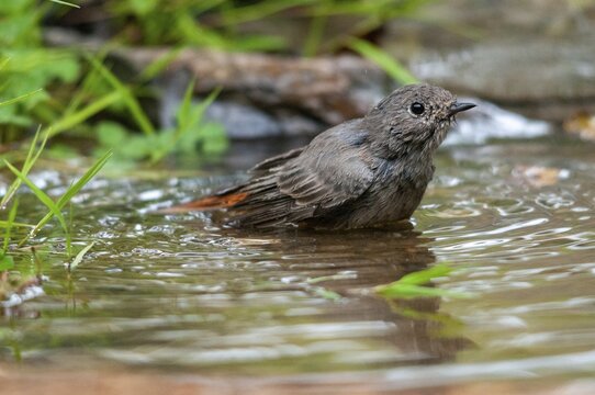 Black redstart, house redtail, Phoenicurus ochruros, bath, bird bath, birds, garden, passeri, songbirds, potion, birdbath, birds, watering place