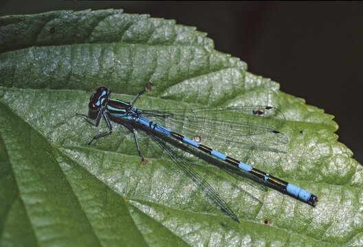 Coenagrion hastulatum, northern damselfly, spearhead flower, spear azurmaid, damselflies, dragonflies, insects, dragonflies, odonata, zygoptera