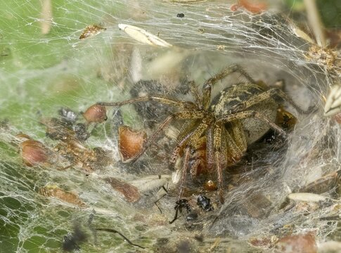 Agelena labyrinthica, arachnida, large maze spider, maze spider, arachnids, spiders, spiders